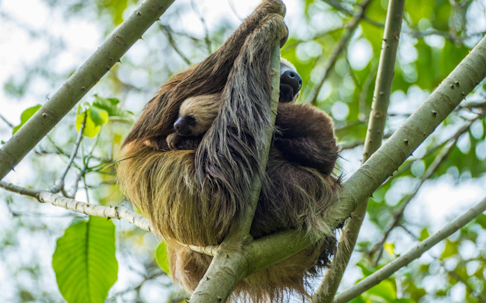 Mother and baby two-toed sloth in Manuel Antonio National Park, Costa Rica.
