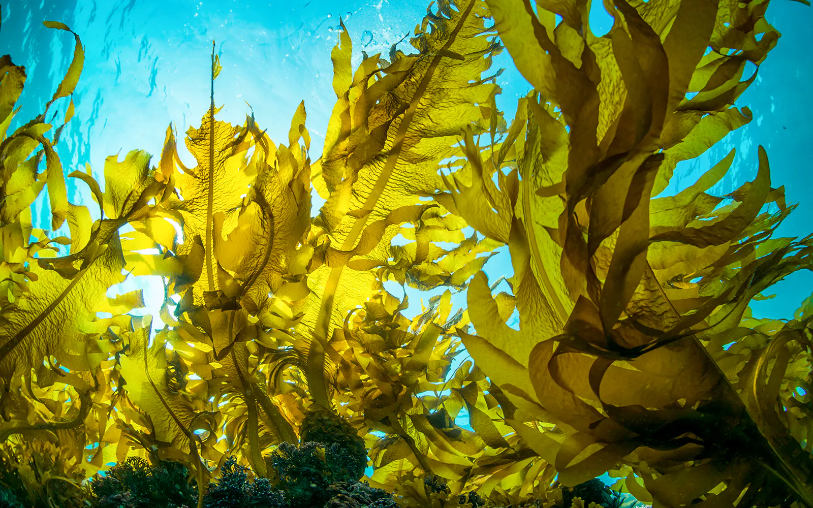Underwater view of kelp forest with sunlight filtering through.