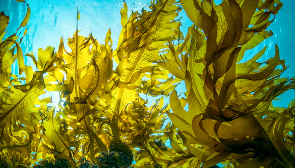 Underwater view of kelp forest with sunlight filtering through.