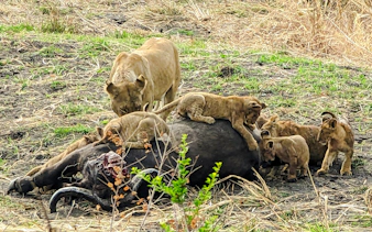 from zanzibar: 4-day mikumi national park safari & udzungwa waterfall hike-7