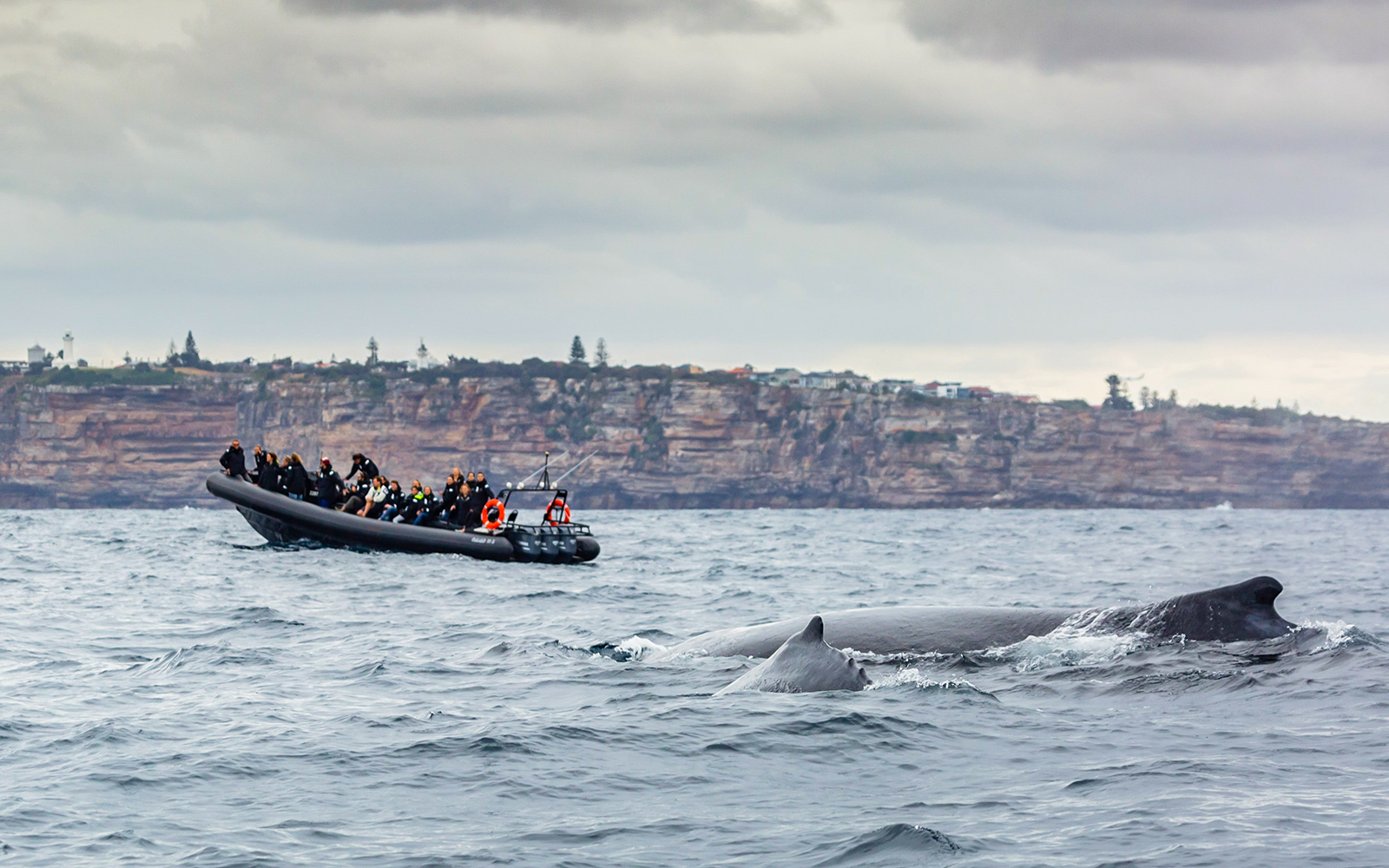 Passengers on an inflatable boat watching whales near Sydney coast.