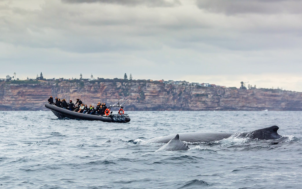 Passengers on an inflatable boat watching whales near Sydney coast.