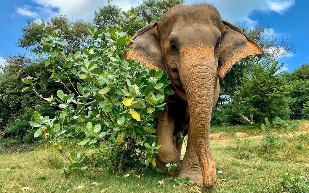 Elephant in lush greenery at Jungle Sanctuary, Koh Samui.