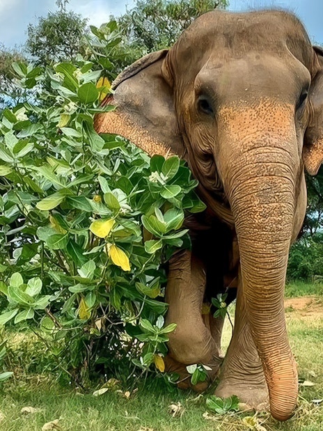 Elephant in lush greenery at Jungle Sanctuary, Koh Samui.