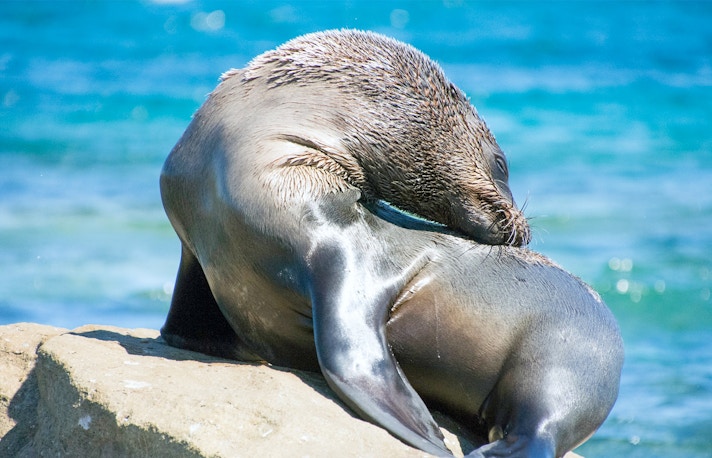 things to do in phillip island