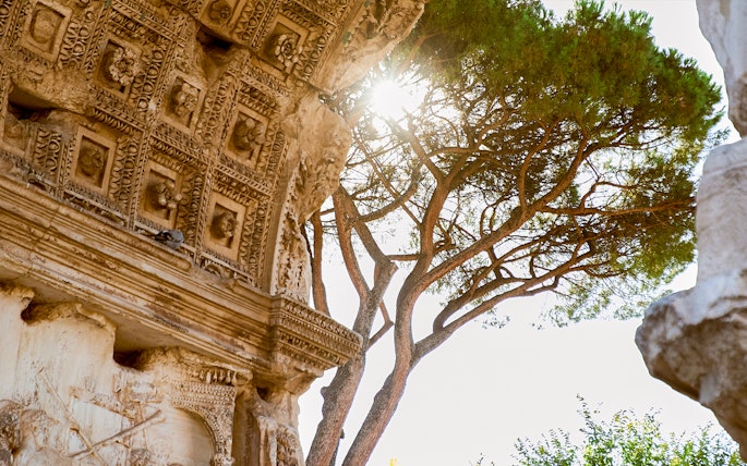 Ancient carved stone wall detail with tree near Colosseum, Rome.