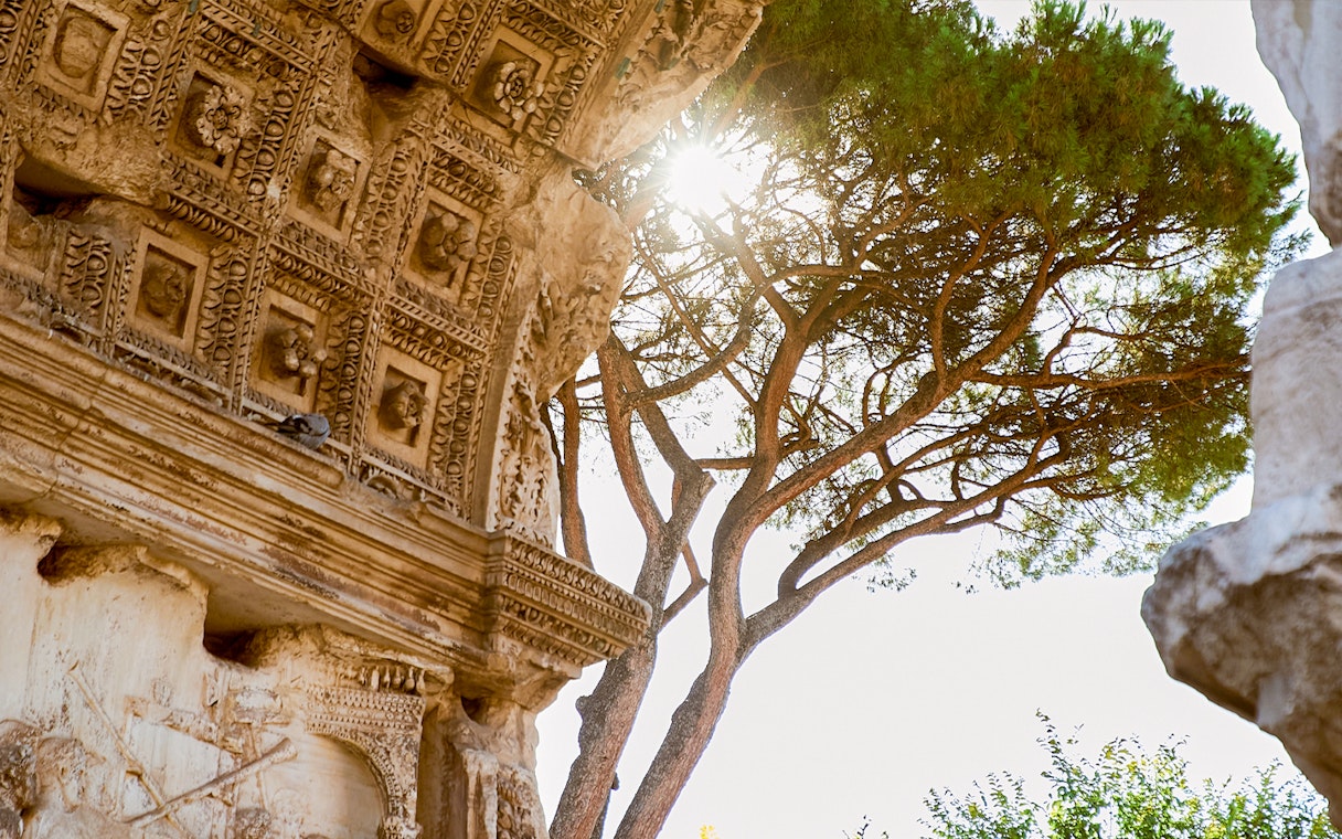 Ancient carved stone wall detail with tree near Colosseum, Rome.