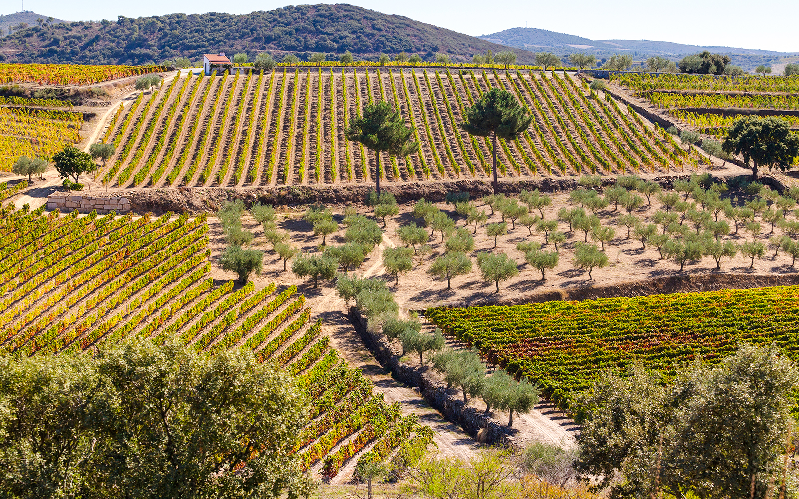 Vineyards and olive trees in São João da Pesqueira, Douro Valley.