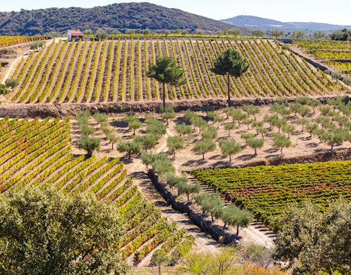 Vineyards and olive trees in São João da Pesqueira, Douro Valley.
