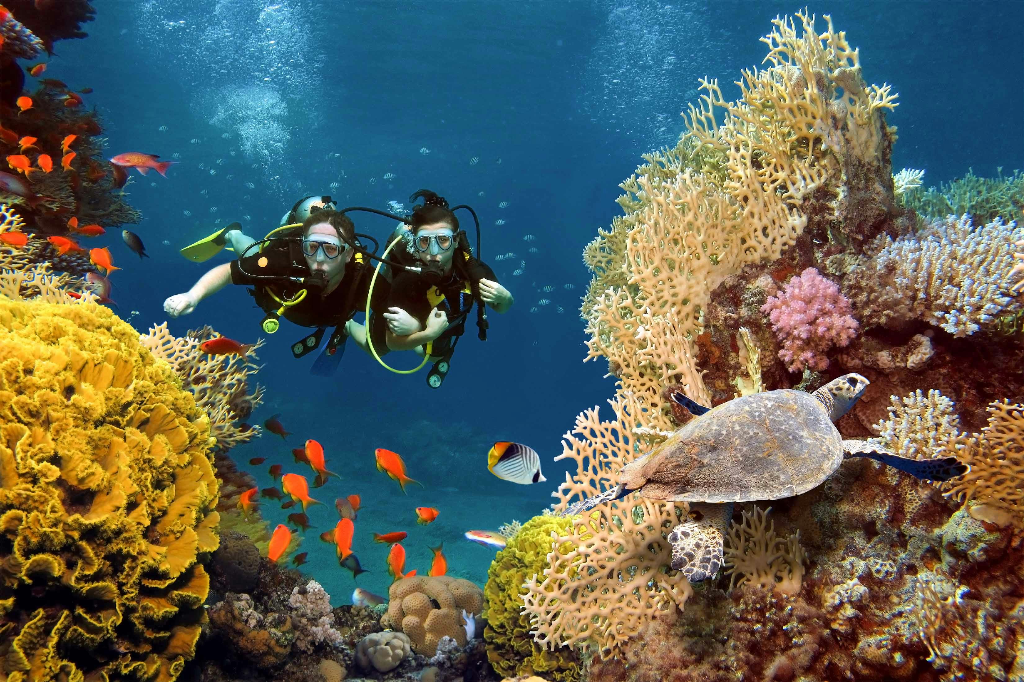 Scuba divers exploring coral reef with sea turtle, Fitzroy Island.
