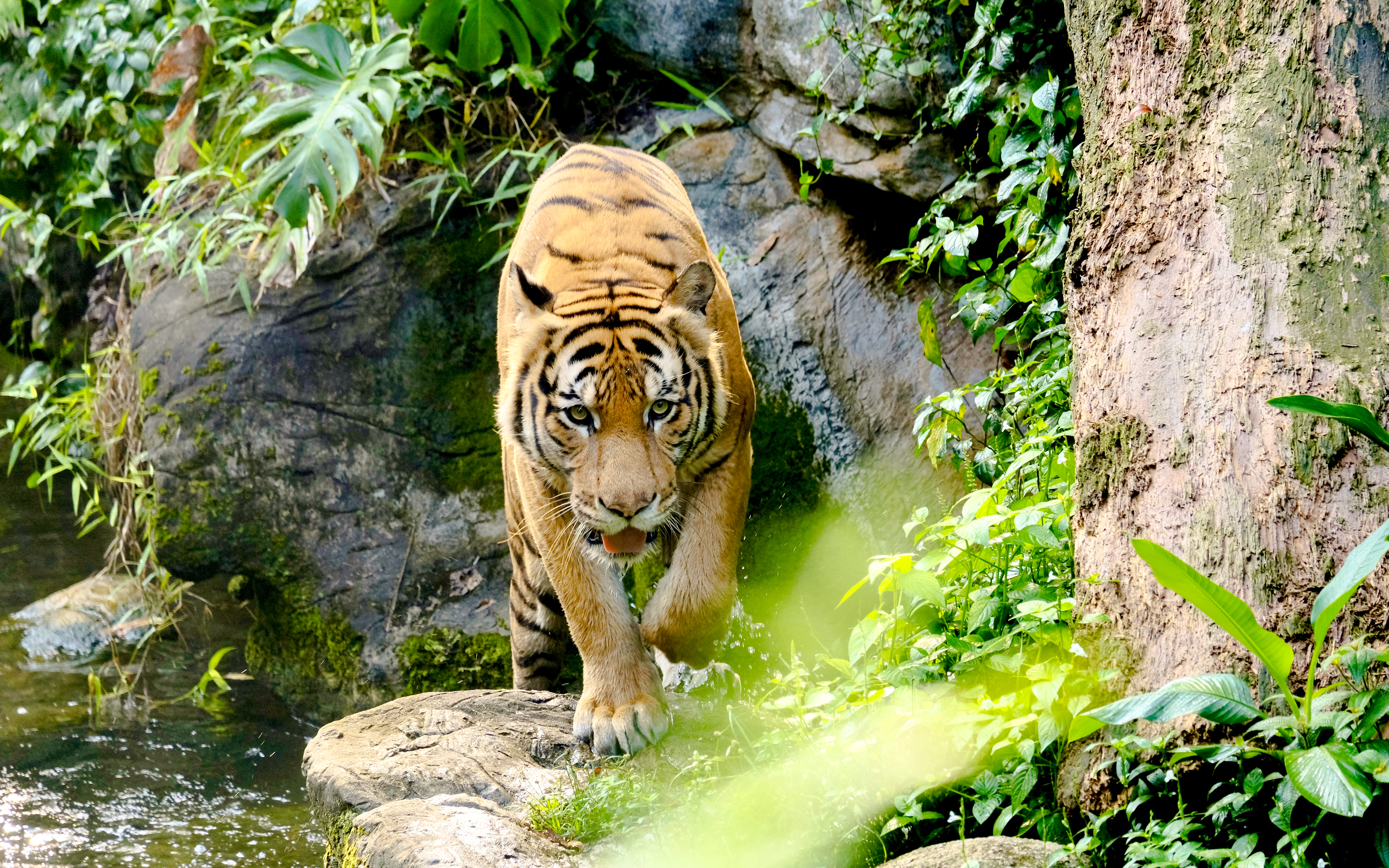 Bongsu the Malayan tiger prowling in his enclosure at Mandai, Singapore.