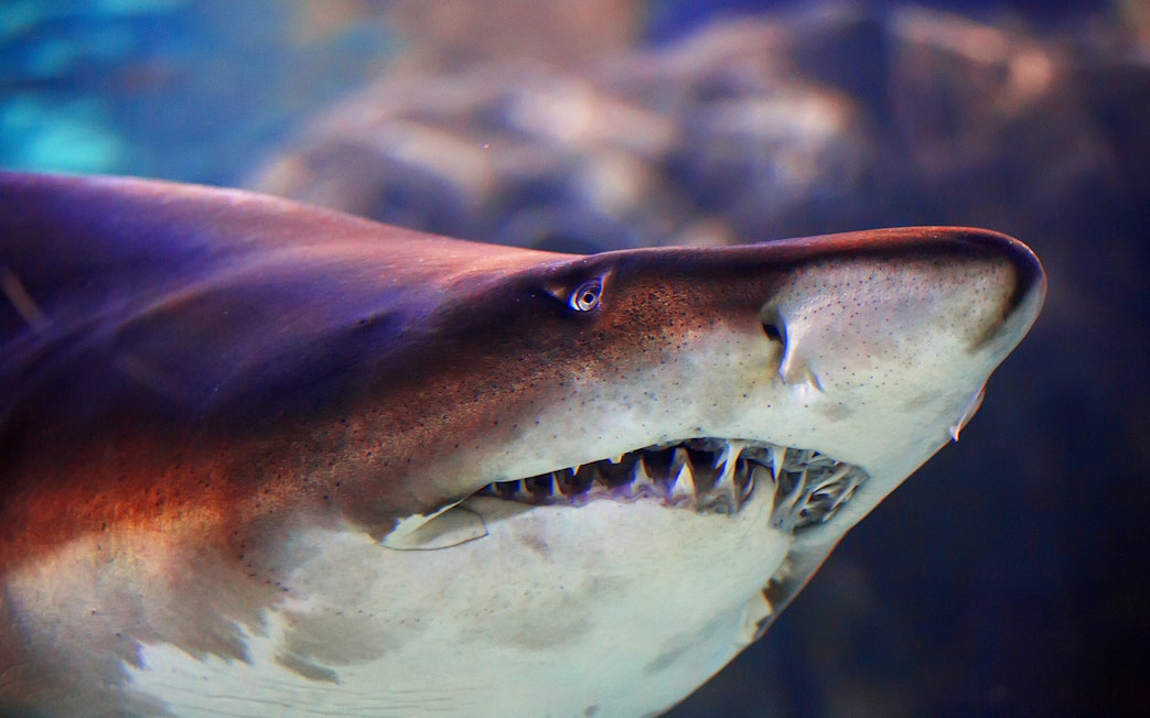 Shark swimming at Istanbul Emaar Aquarium.