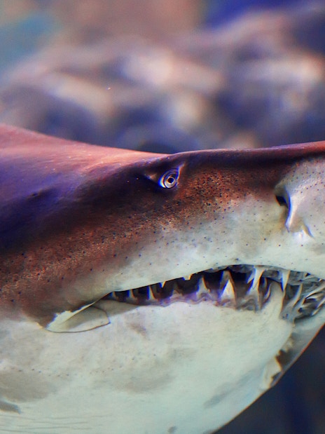 Shark swimming at Istanbul Emaar Aquarium.