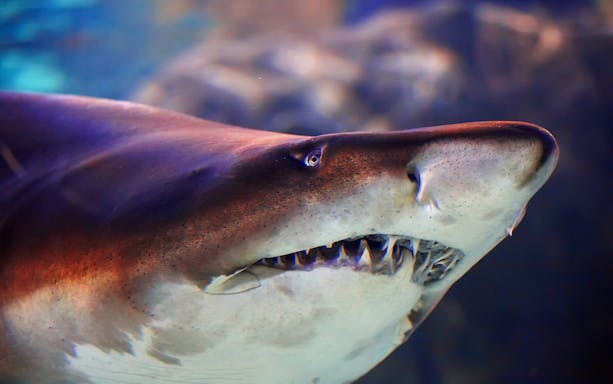 Shark swimming at Istanbul Emaar Aquarium.