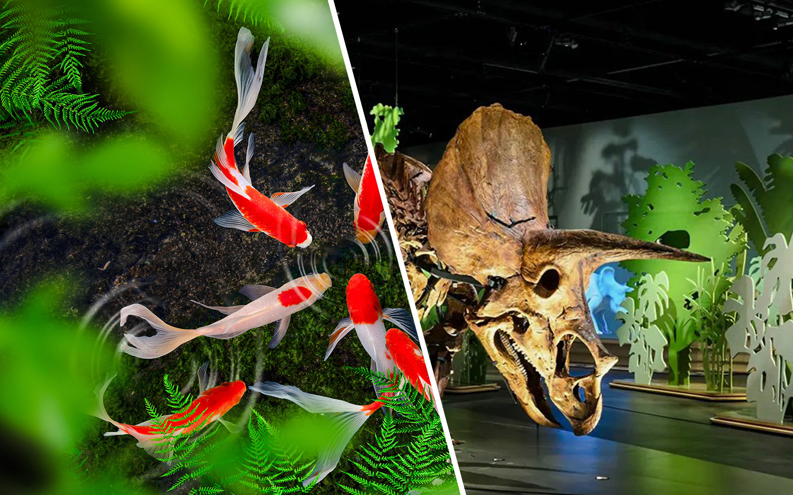 Koi fish swimming in a pond at The Butterfly Garden, with ferns and a dinosaur exhibit nearby.