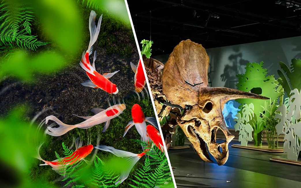 Koi fish swimming in a pond at The Butterfly Garden, with ferns and a dinosaur exhibit nearby.