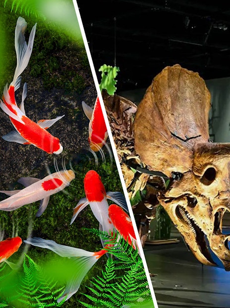 Koi fish swimming in a pond at The Butterfly Garden, with ferns and a dinosaur exhibit nearby.