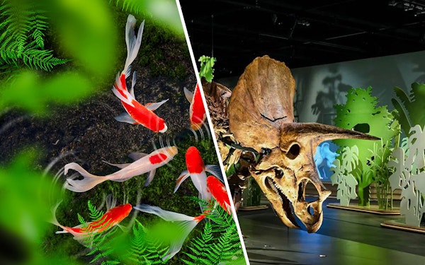 Combo: Natural History Museum Abu Dhabi + Headout Exclusive: The Butterfly Gardens Abu Dhabi Tickets