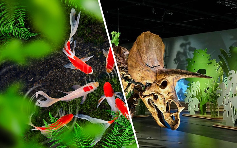 Koi fish swimming in a pond at The Butterfly Garden, with ferns and a dinosaur exhibit nearby.