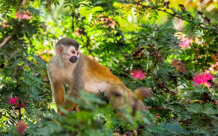 Squirrel monkey on a shrub with pink flowers in Manuel Antonio National Park, Costa Rica.