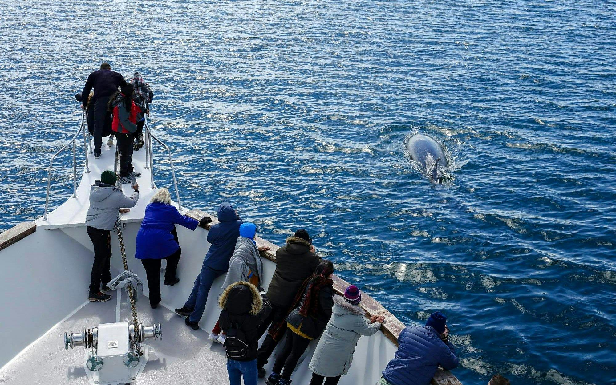 Guests watching a whale from the deck of Amelia Rose yacht, Reykjavík cruise.