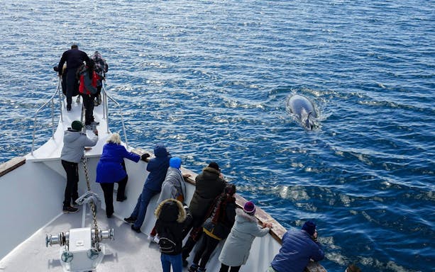 Guests watching a whale from the deck of Amelia Rose yacht, Reykjavík cruise.