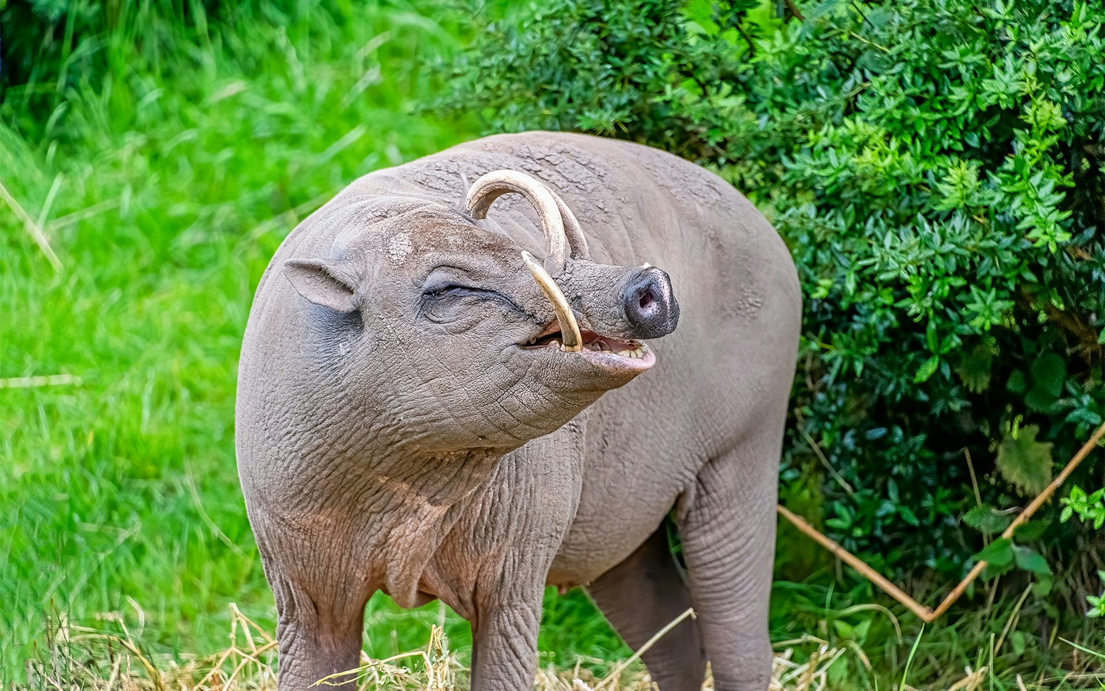 Babirusa in lush greenery at San Diego Zoo.