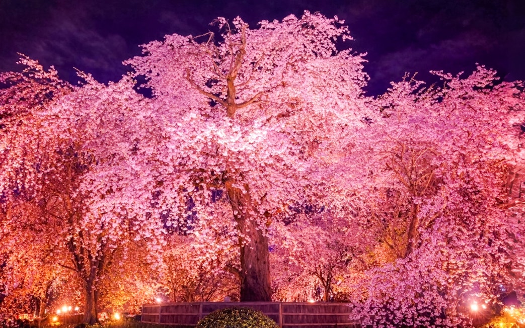 Yozakura cherry blossoms illuminated at night in Japan.