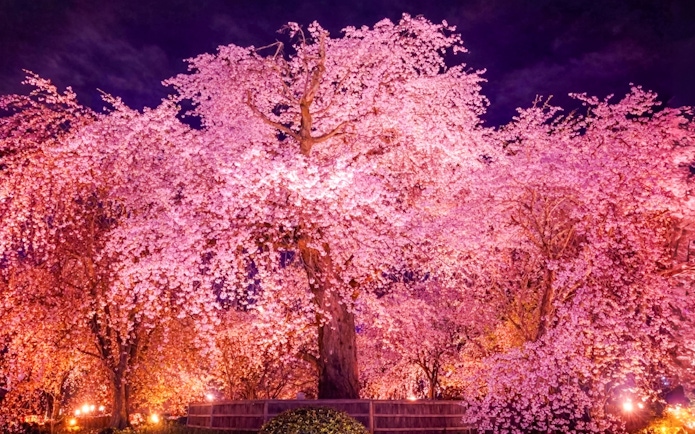Yozakura cherry blossoms illuminated at night in Japan.