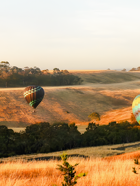 Hot air balloons over Geelong/Bellarine landscape at sunrise.