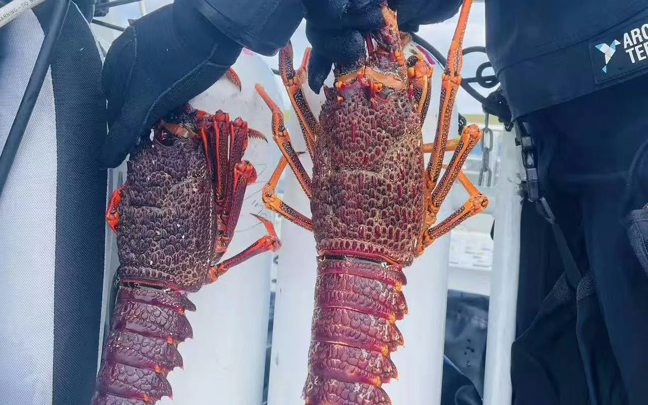 Freshly caught lobsters held by gloved hands on a Hobart fishing cruise.