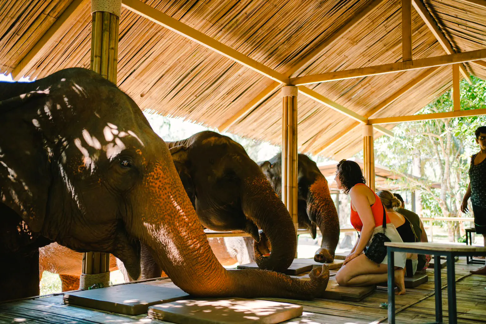 Elephants interacting with visitors under a bamboo shelter in Krabi.