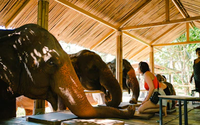 Elephants interacting with visitors under a bamboo shelter in Krabi.