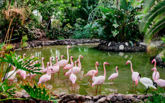 Flamingos wading in a lush pond at Oasis Wildlife, surrounded by tropical plants.