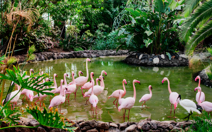 Flamingos wading in a lush pond at Oasis Wildlife, surrounded by tropical plants.
