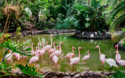 Flamingos wading in a lush pond at Oasis Wildlife, surrounded by tropical plants.