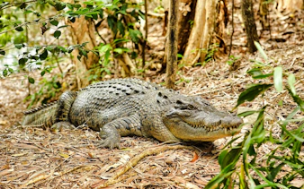 Crocodile resting on forest floor at Hartley's Crocodile Adventure, Australia.