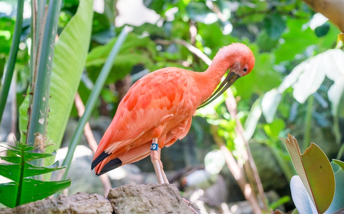 Scarlet ibis at Central Park Zoo, New York, perched among lush greenery.