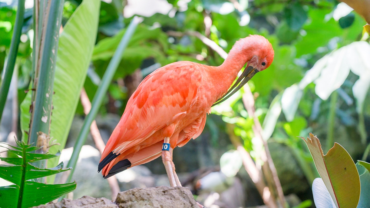 Scarlet ibis at Central Park Zoo, New York, perched among lush greenery.
