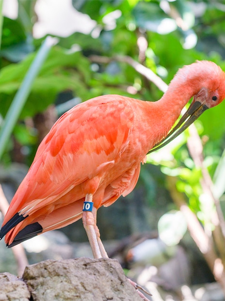 Scarlet ibis at Central Park Zoo, New York, perched among lush greenery.