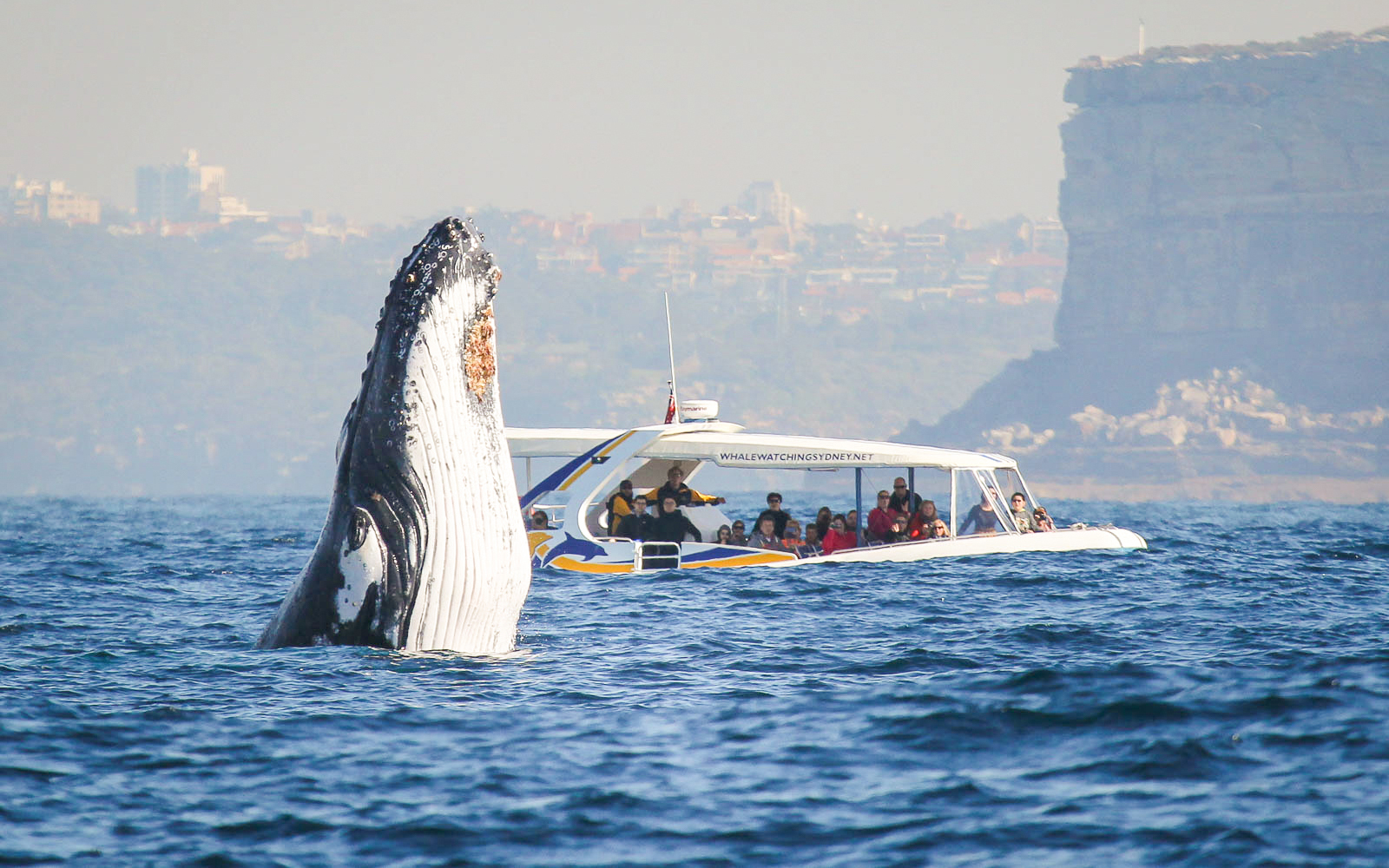 Combo: Whale Watching Cruise + 2-Day Sydney Harbour Hop-On Hop-Off Pass