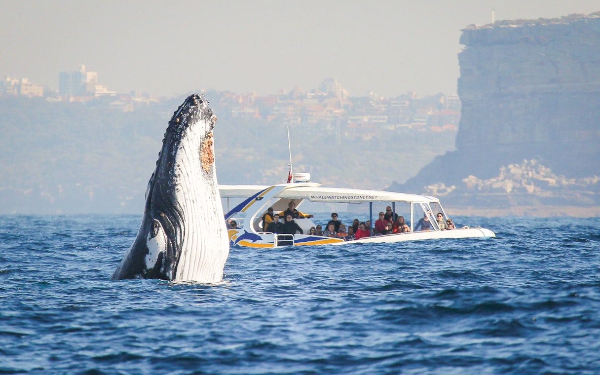 Whale breaching near a tour boat in Sydney Harbour.