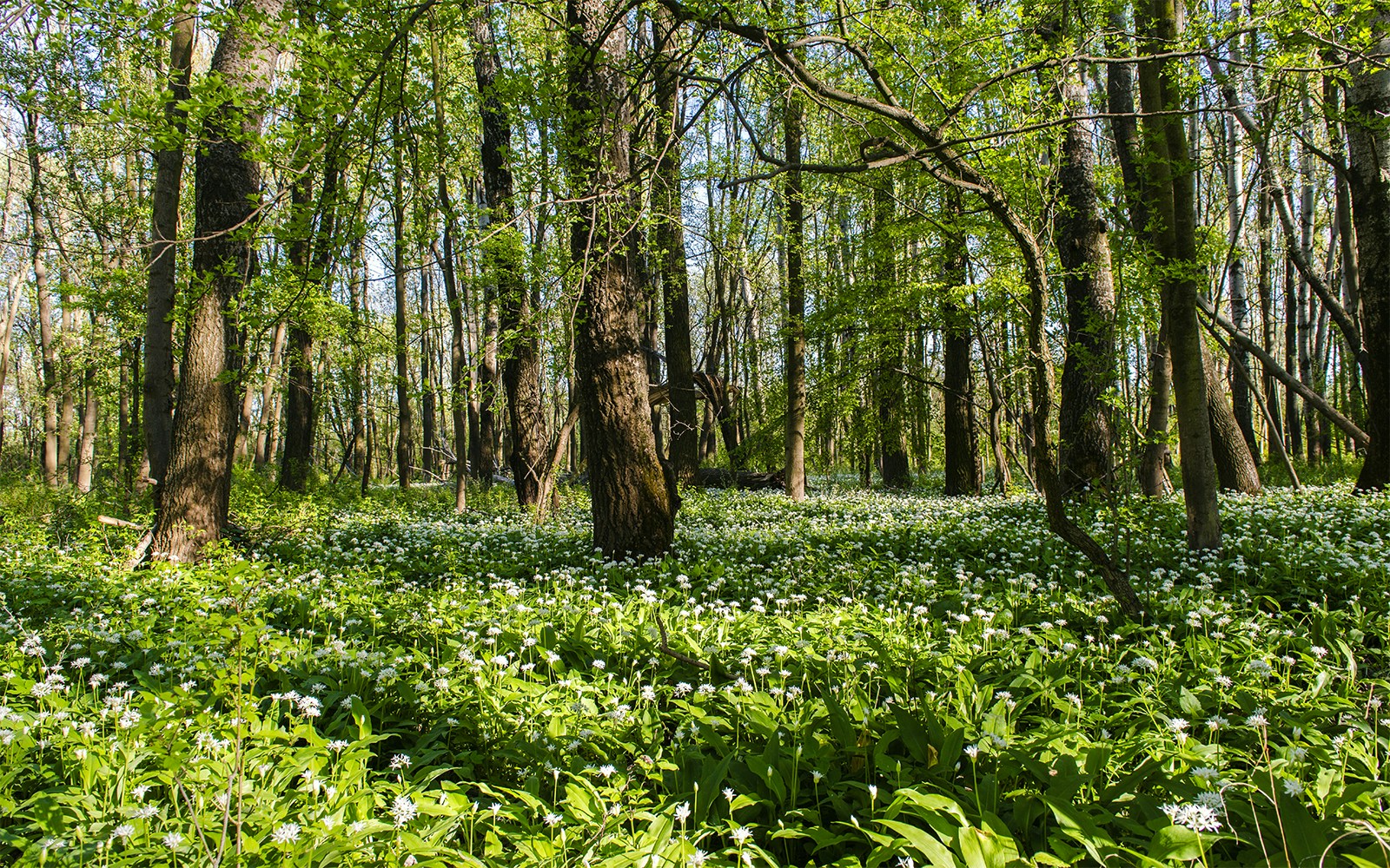 Vienna Woods
