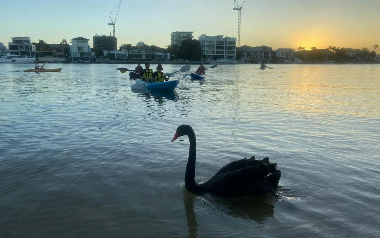 Kayakers paddle at sunset near a black swan, Gold Coast.