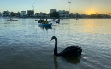 Kayakers paddle at sunset near a black swan, Gold Coast.