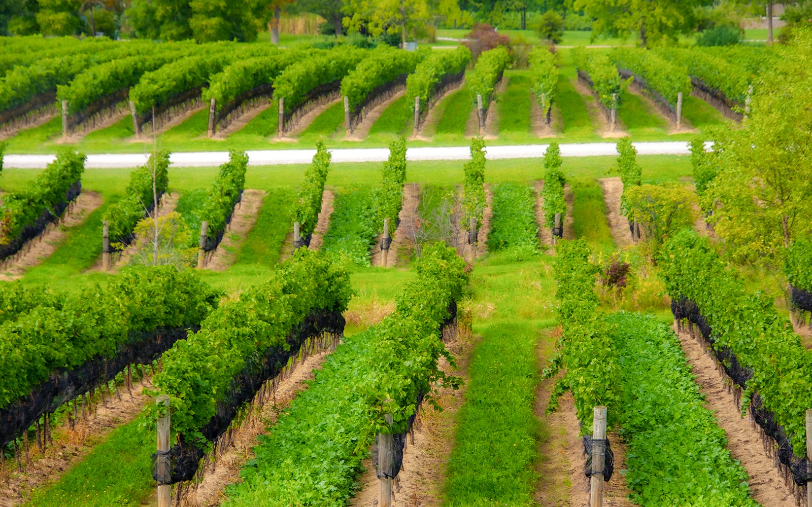 Niagara Falls Wine Tours