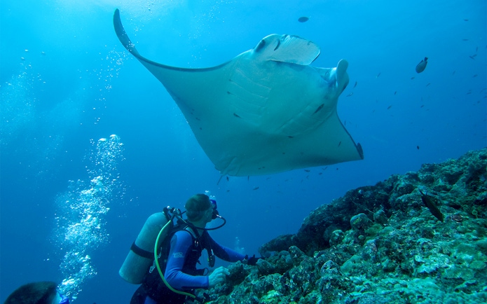 Scuba diver observing large manta ray underwater.