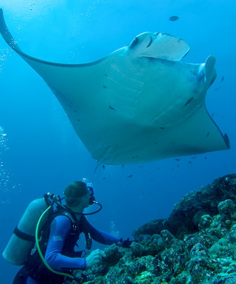 Scuba diver observing large manta ray underwater.