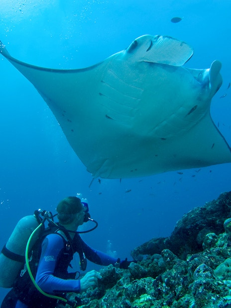 Scuba diver observing large manta ray underwater.