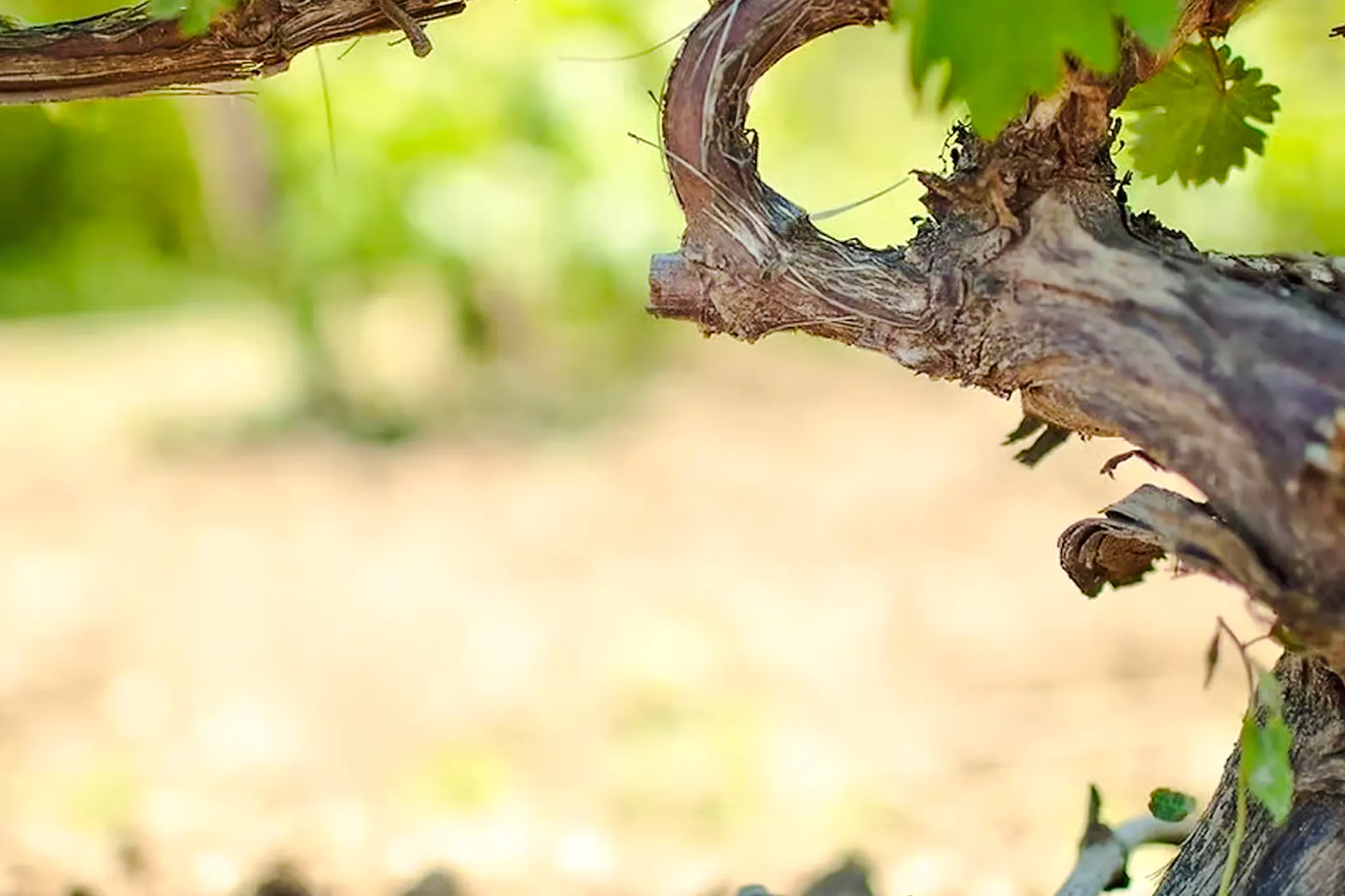 da toronto: tour dei vini frizzanti e dei vini ghiacciati nelle cantine del niagara-6